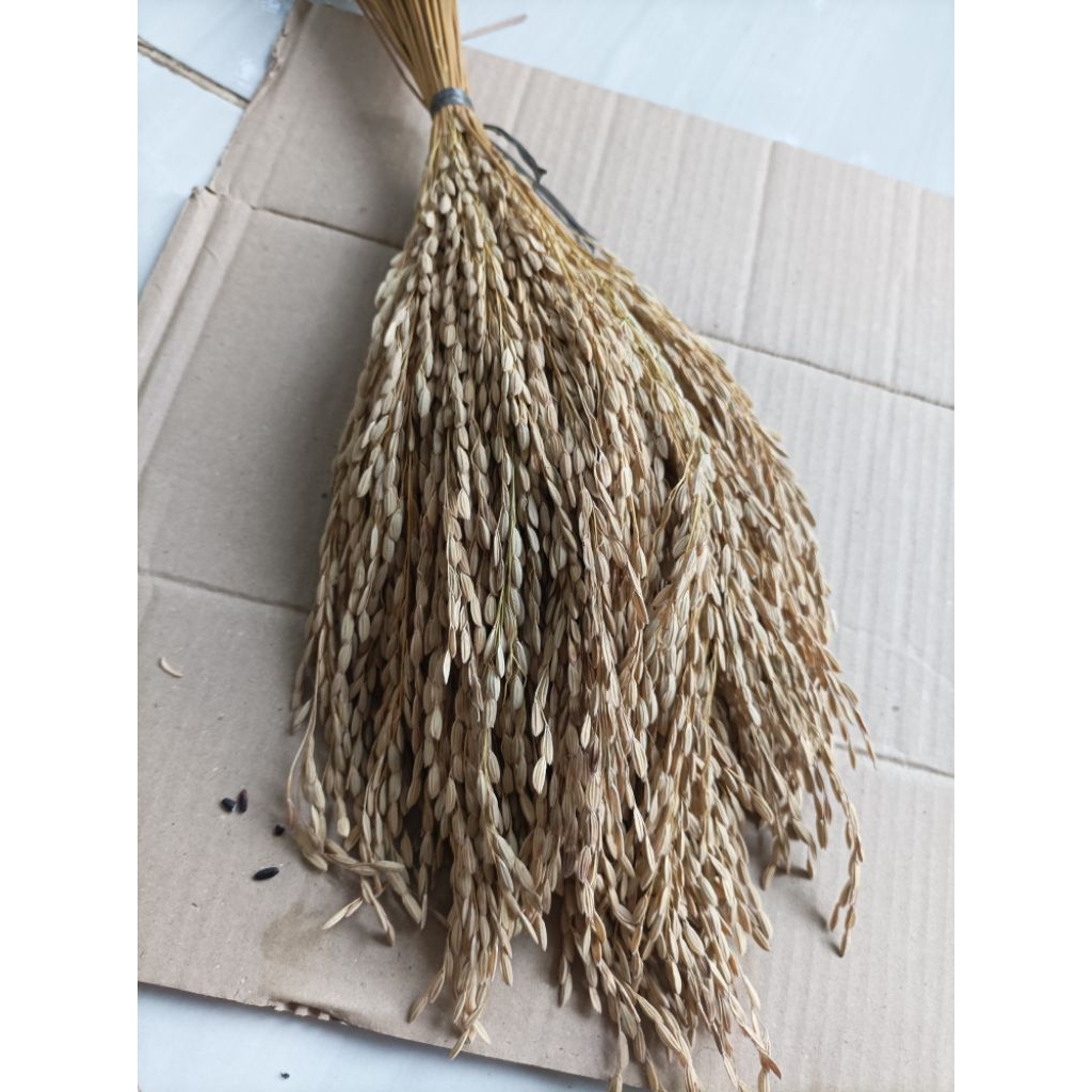 

ketan hitam bertuah bertangkai 300 gram