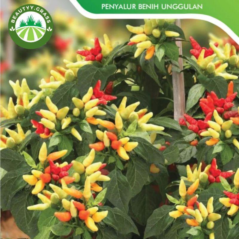 Bibit Cabe Rawit Prentul Klaster Benih Cabai Rawit Merah Viral