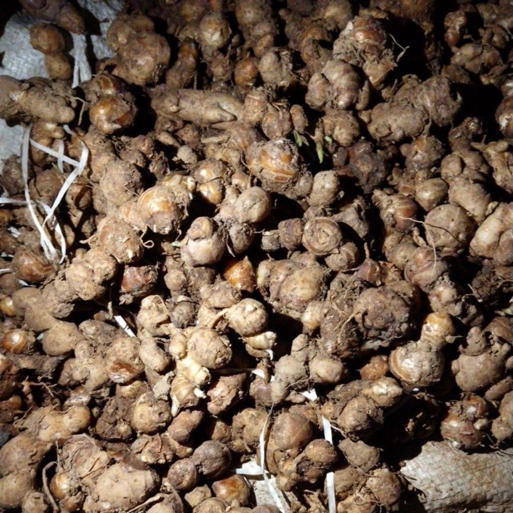 

Kencur Tua Segar Kualitas Super 1kg 1kiloan