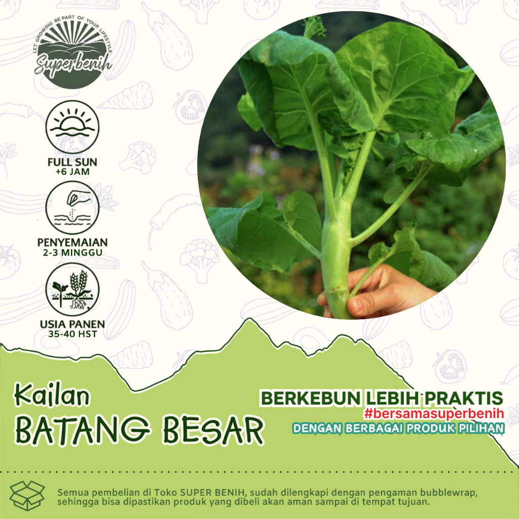 100 Biji - Benih Kailan BATANG BESAR, ukuran batang lebih besar, lebih berbobot