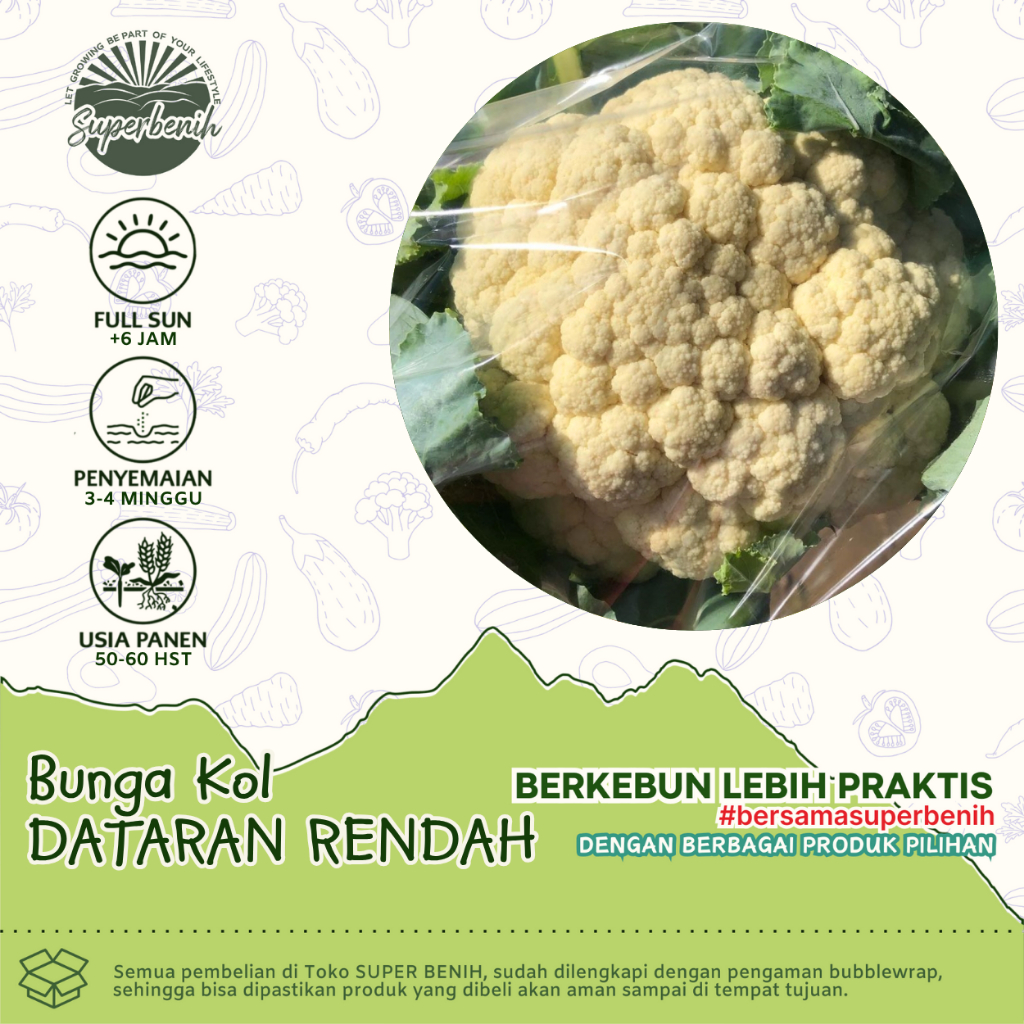 15 Biji - Benih Bunga Kol DATARAN RENDAH Toleran panas