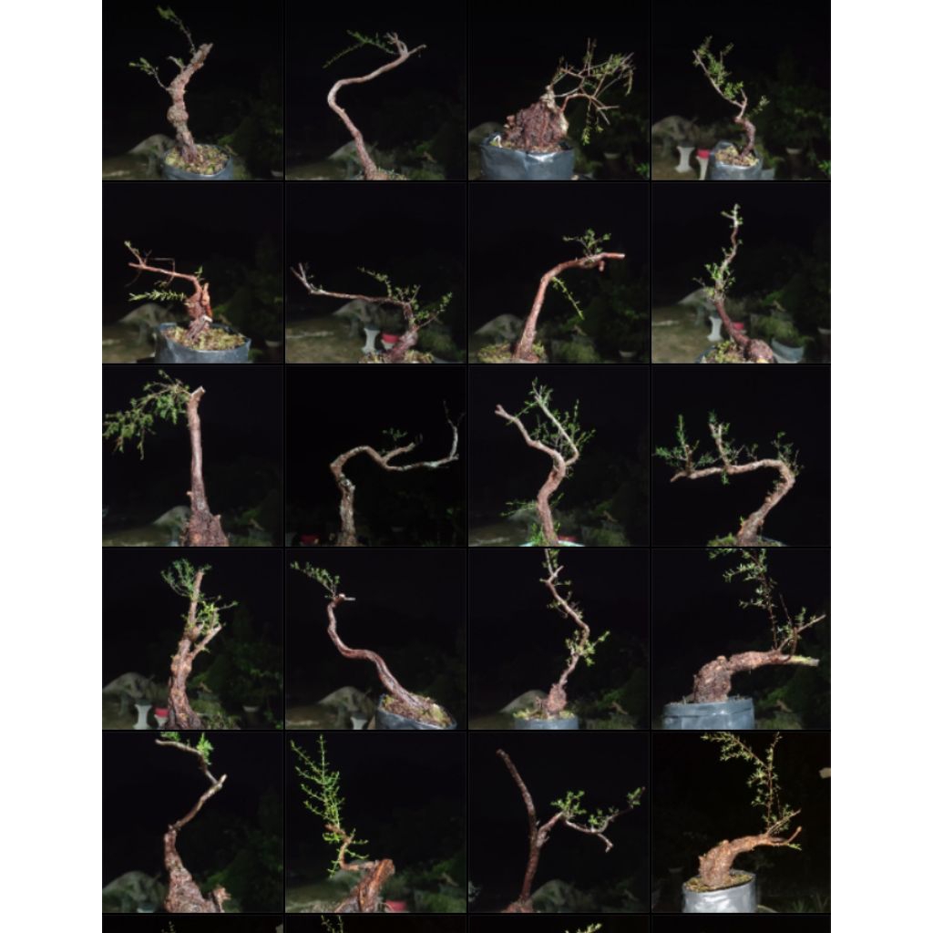 BAHAN BONSAI CUCUR ATAP/SAPU-SAPU MURAH