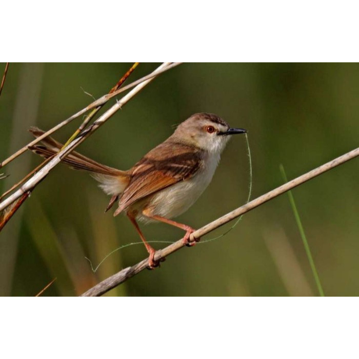Cigun / Ciblek Gunung Palmerah