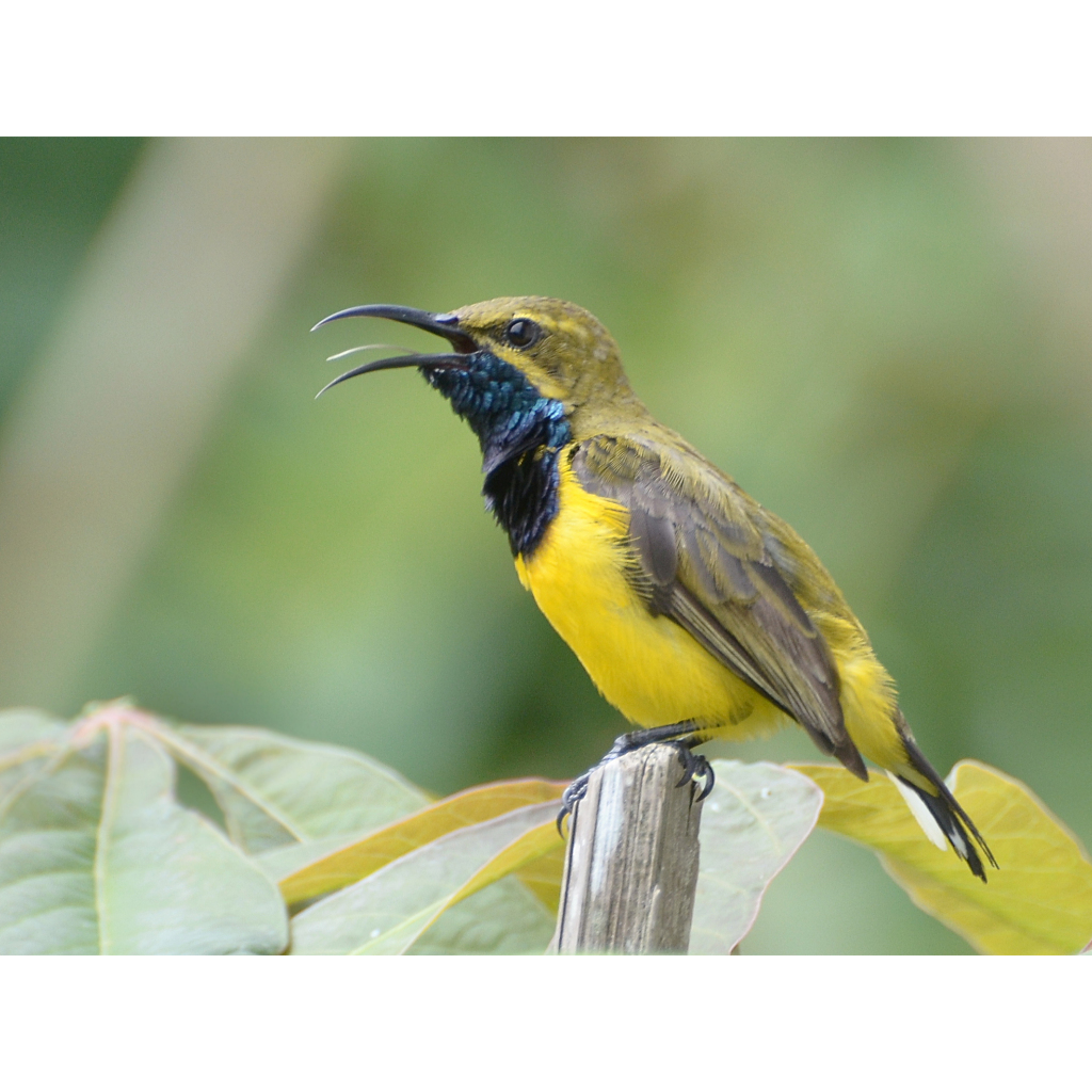 Sogon / Sogok Ontong Sulawesi Metatol Palmerah