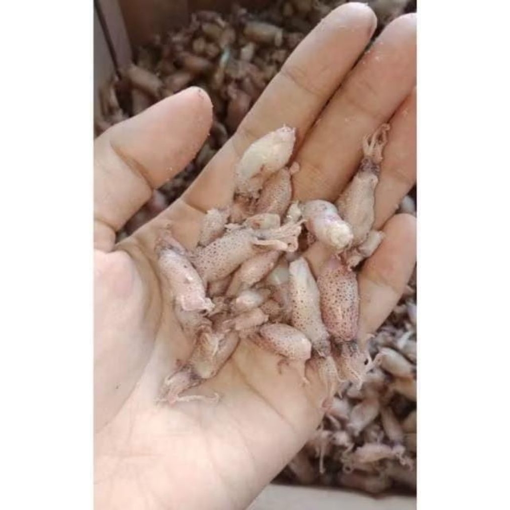 

FISCES CUMI BABY 250 GRAM,Ukuran 0,5-2 cm
