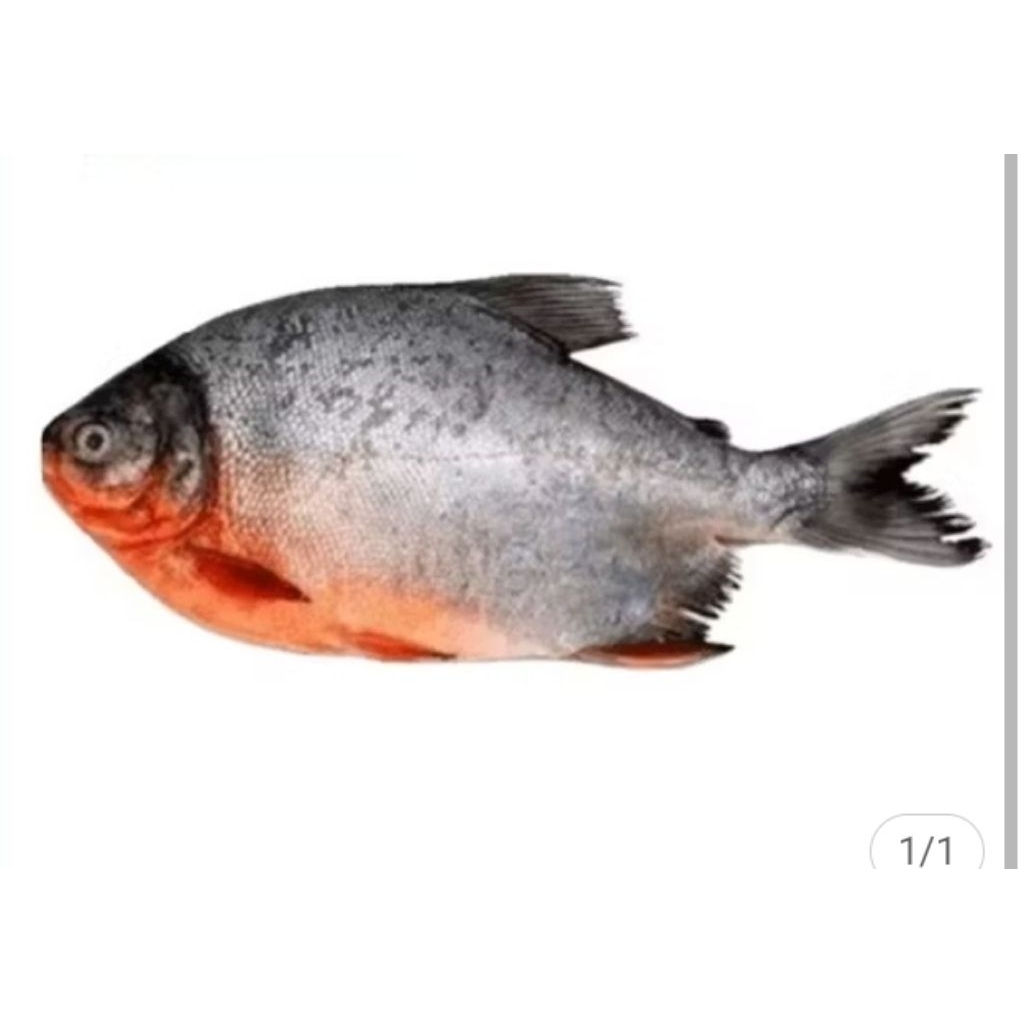 

ikan bawal air tawar 500g
