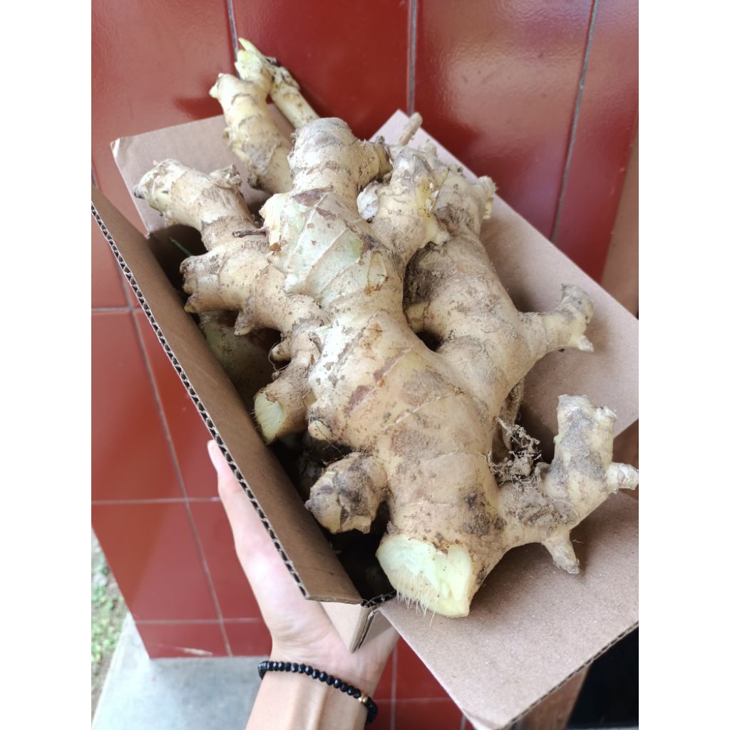 

Jahe gajah fresh dari petani 500g