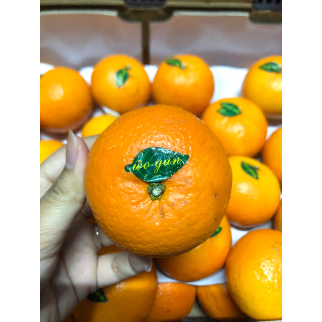 

Jeruk Wogan Sweet & Juicy /kg