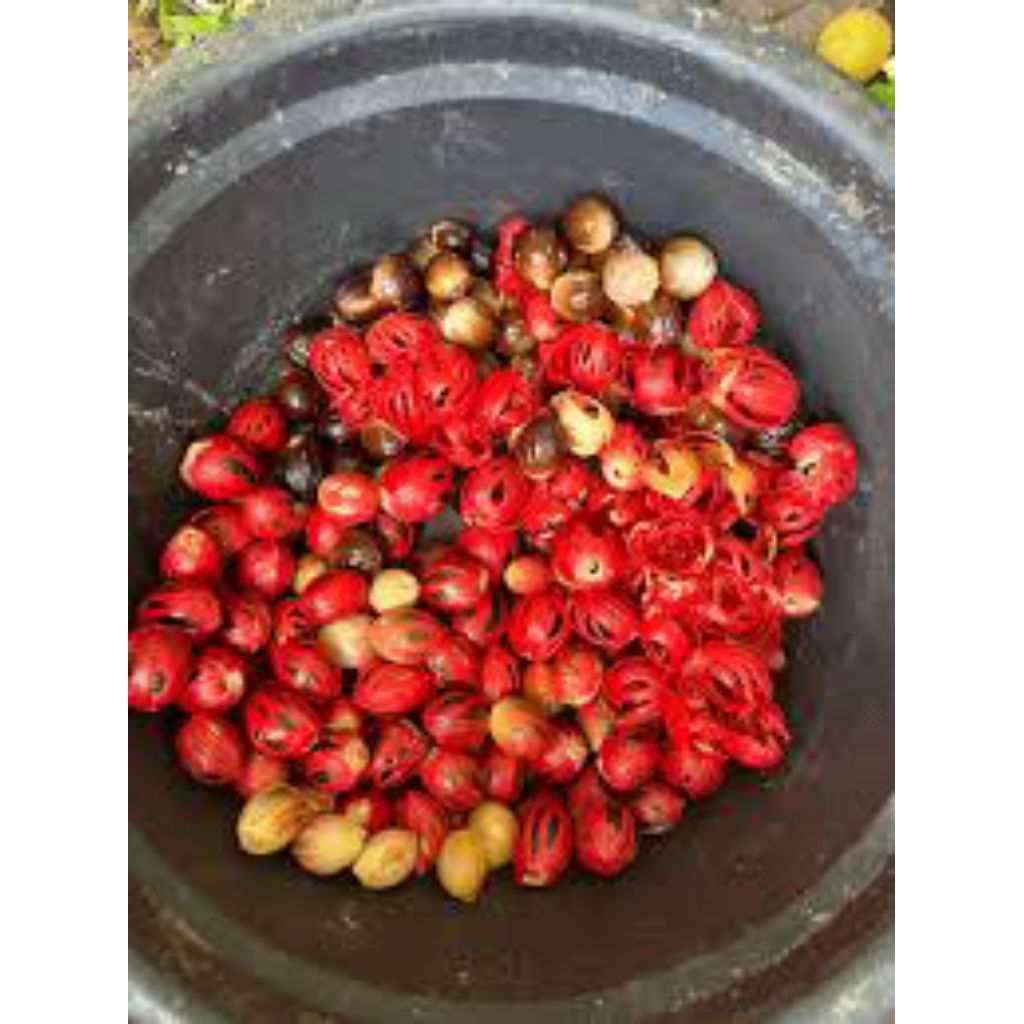 

BIJI PALA seribu mangpaat per biji