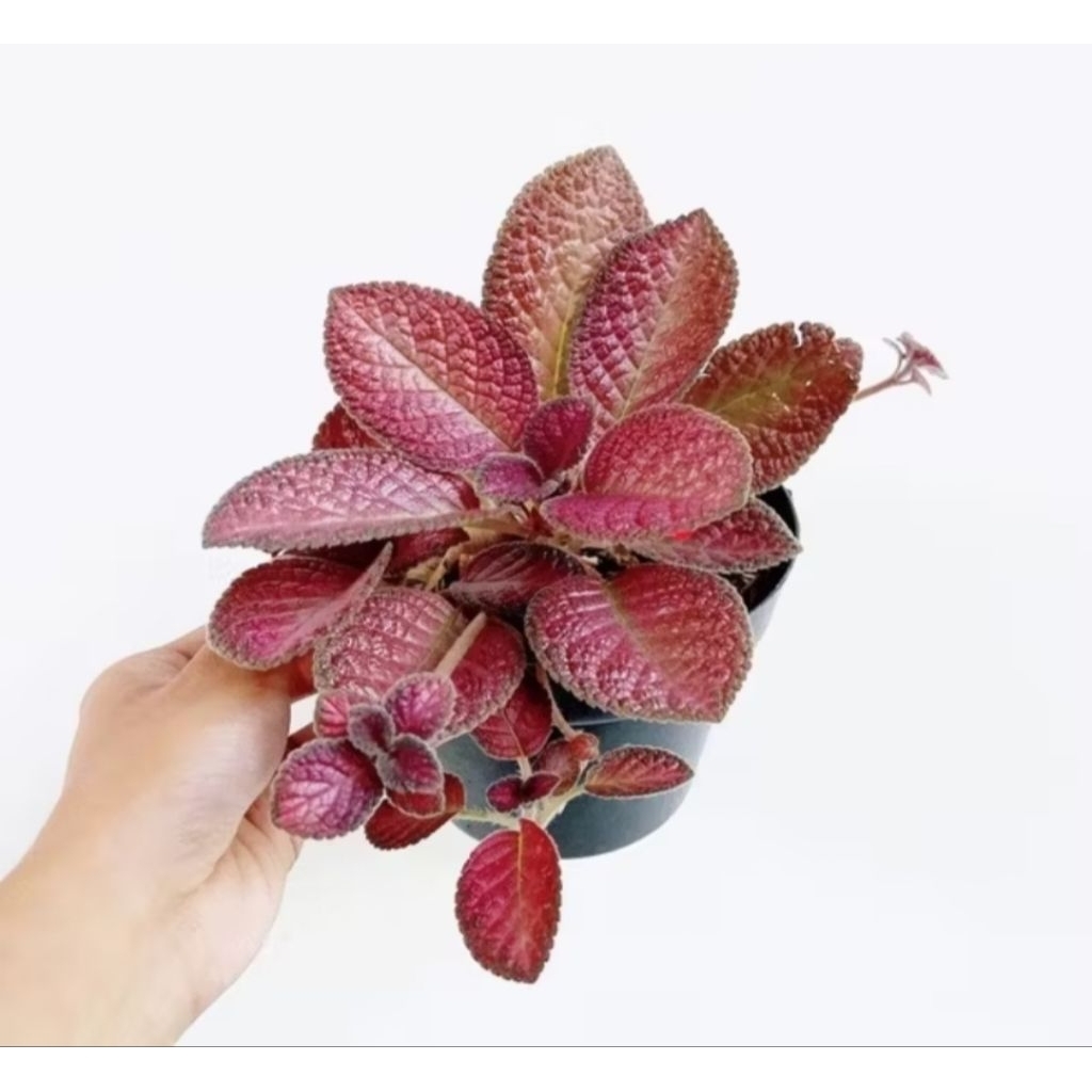 Tanaman Gantung Episcia Merah • Episcia Strawberry Per Batang