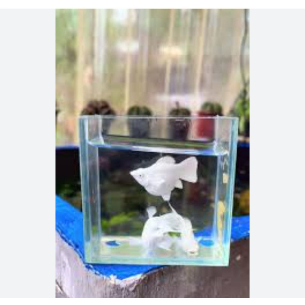 molly platinum balon bondol