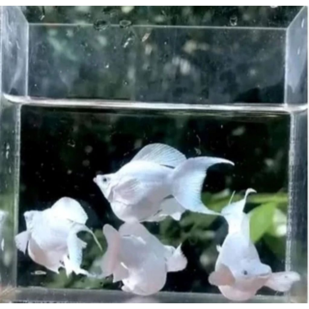 MOLLY BALON CAWANG SIZE INDUKAN