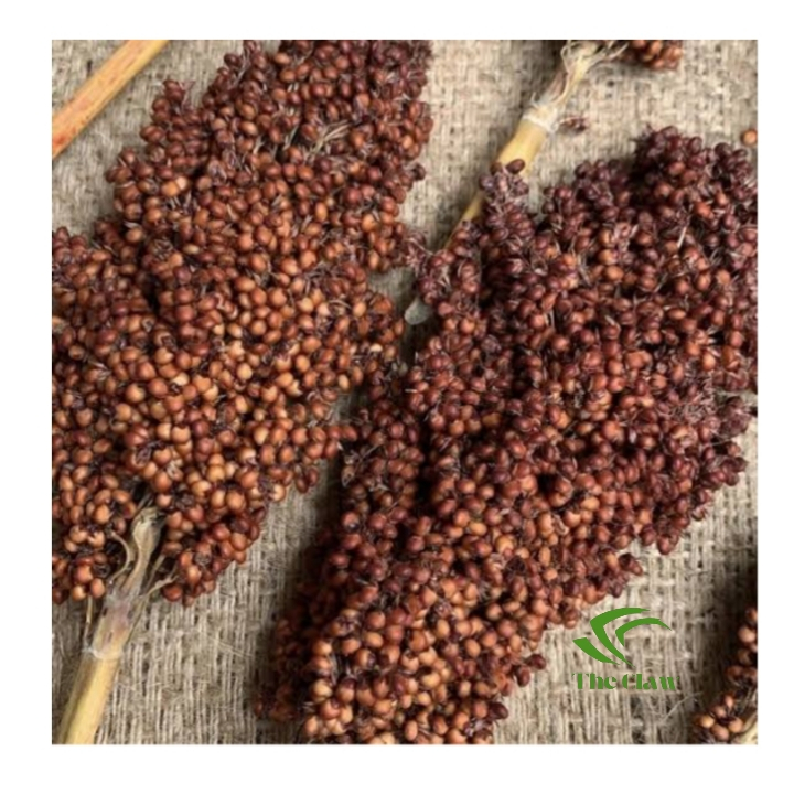(The Claw) XL Sorgum Merah Coklat Tangkai Red Brown Sorgum Sprays Hamster Ukuran Extra Large