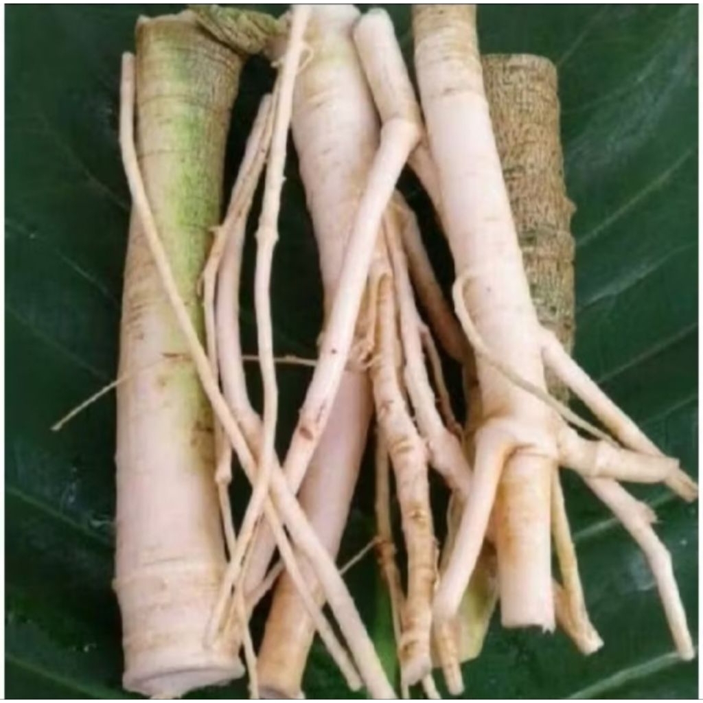 

AKAR PEPAYA SEGAR 500GR