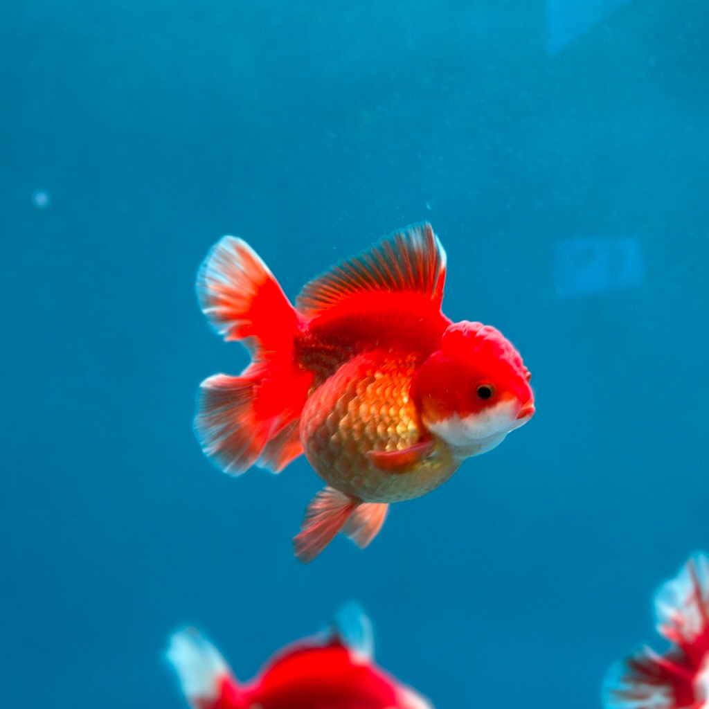IKAN HIAS MAS KOKI / GOLD FISH ORANDA RW ROSETAIL RED WHITE