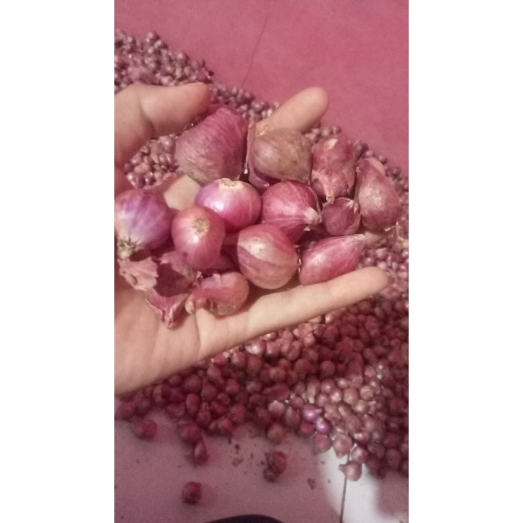 

bawang merah dan bawang putih (mix)