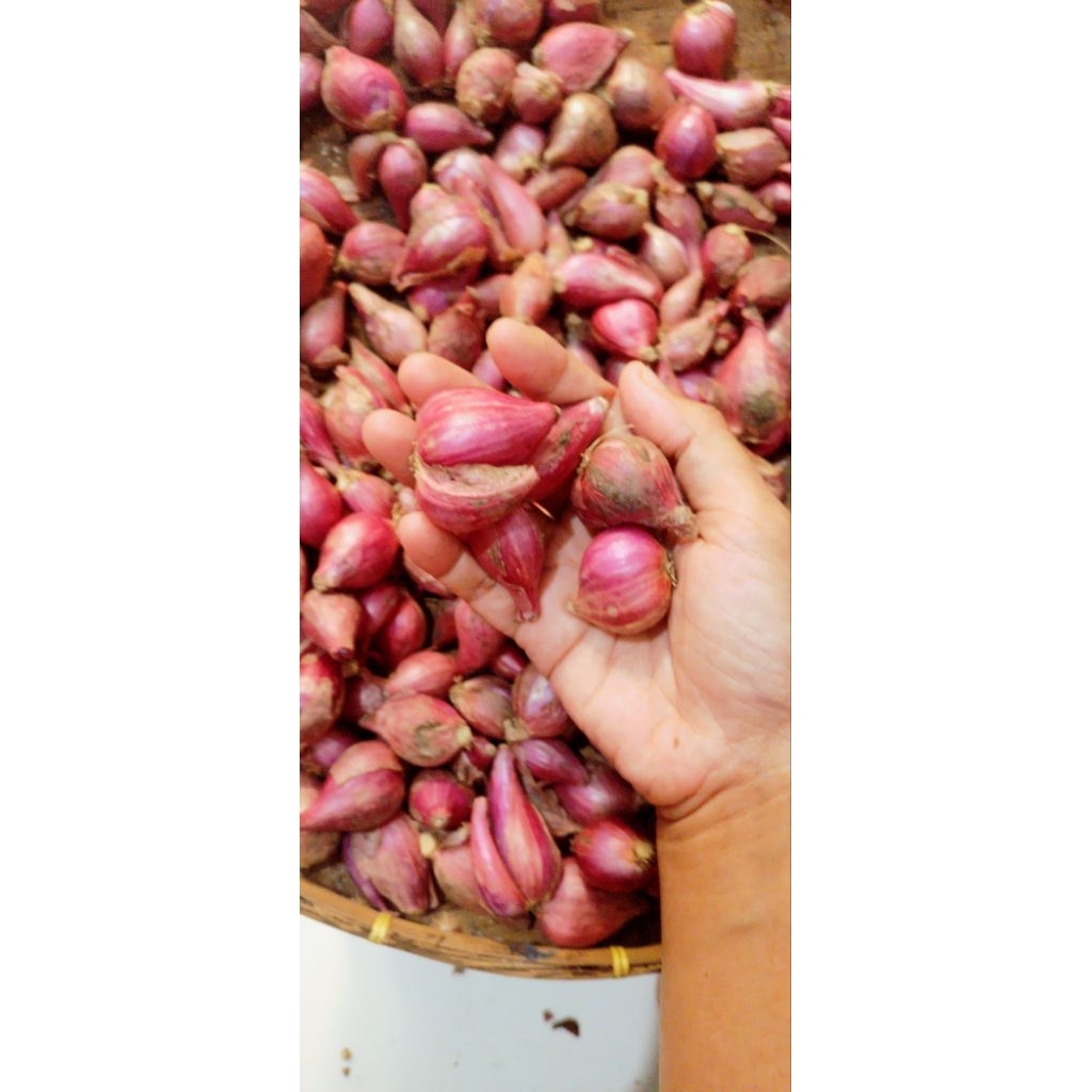 

Bawang Merah Asli Brebes 250g