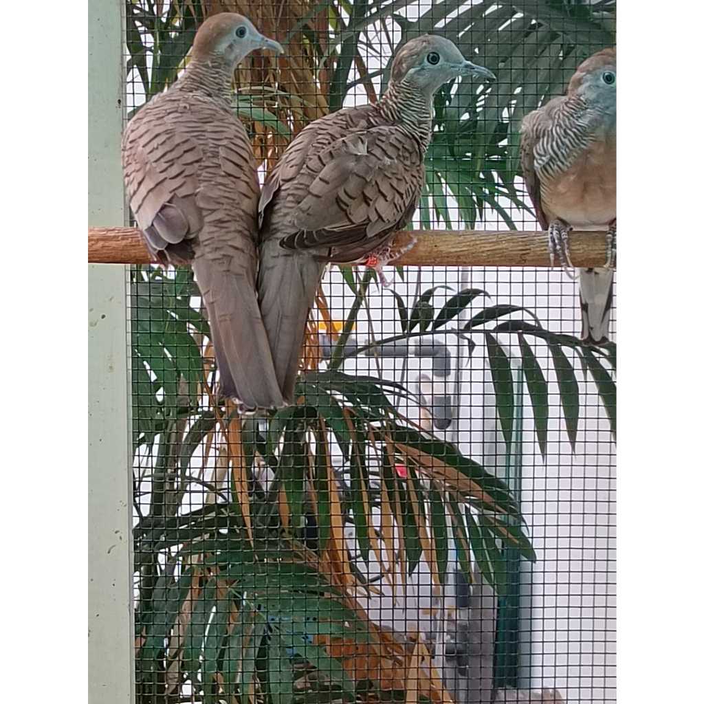 Perkutut Bangkok Suara Besar (sepasang/2 ekor)