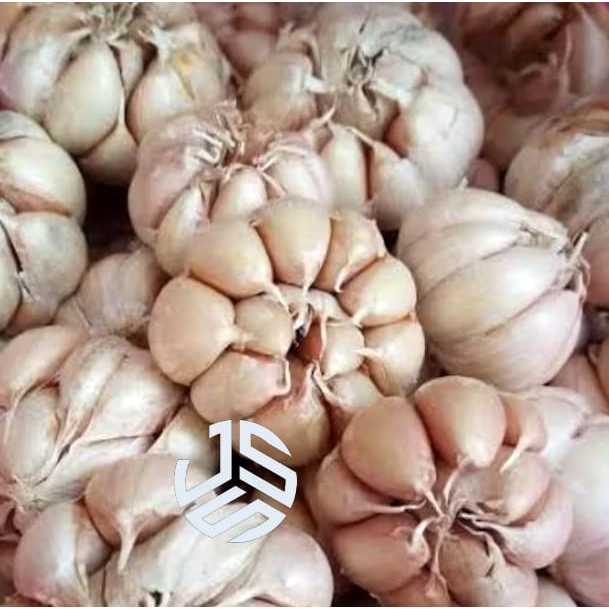 

Bawang Putih Bersih Super Fresh Garlic Bawang Putih Honan