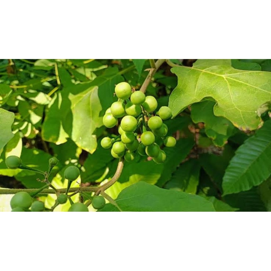 

Buah Rimbang / Cepokak Segar