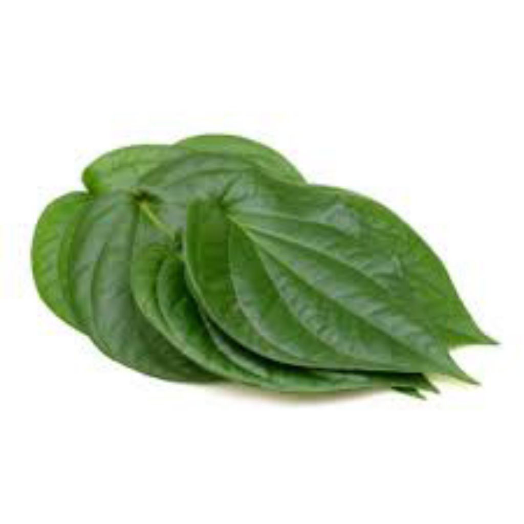 

daun sirih fresh Tampa bahan kimia per 50 lembar