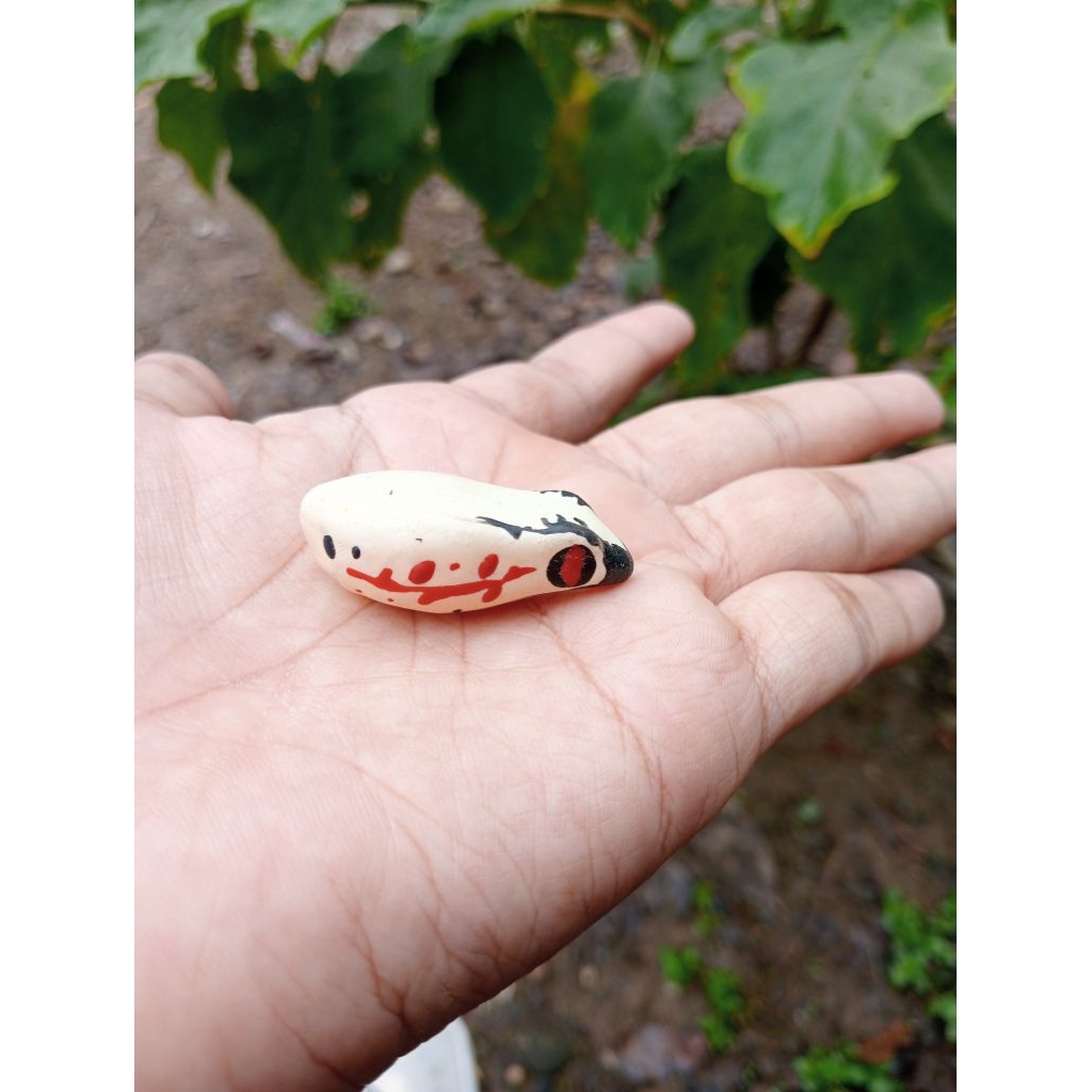 cangkang/kulit soft frog ukuran 4 cm