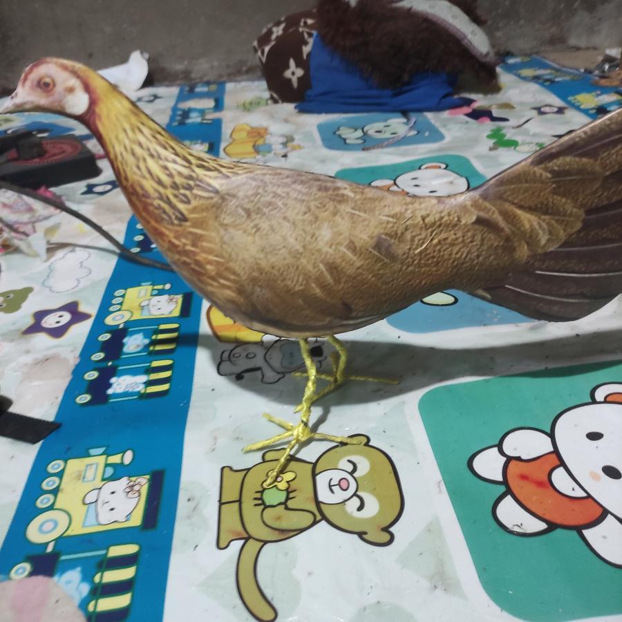 jontrot ayam hutan sumatra betina/patung dekoy Hayam hutan kasintu