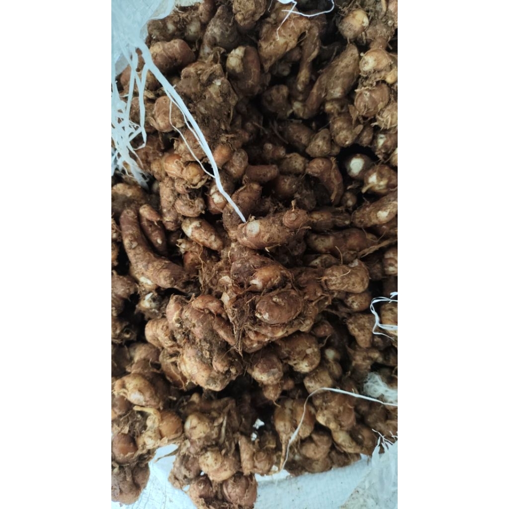 

kencur segar 1 kg kencur 1kg