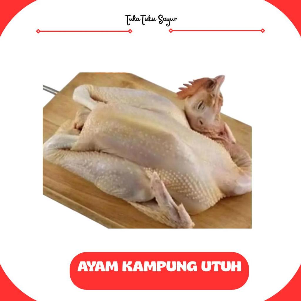 

AYAM KAMPUNG UTUH SEGAR 1 EKOR - TukaTuku Sayur