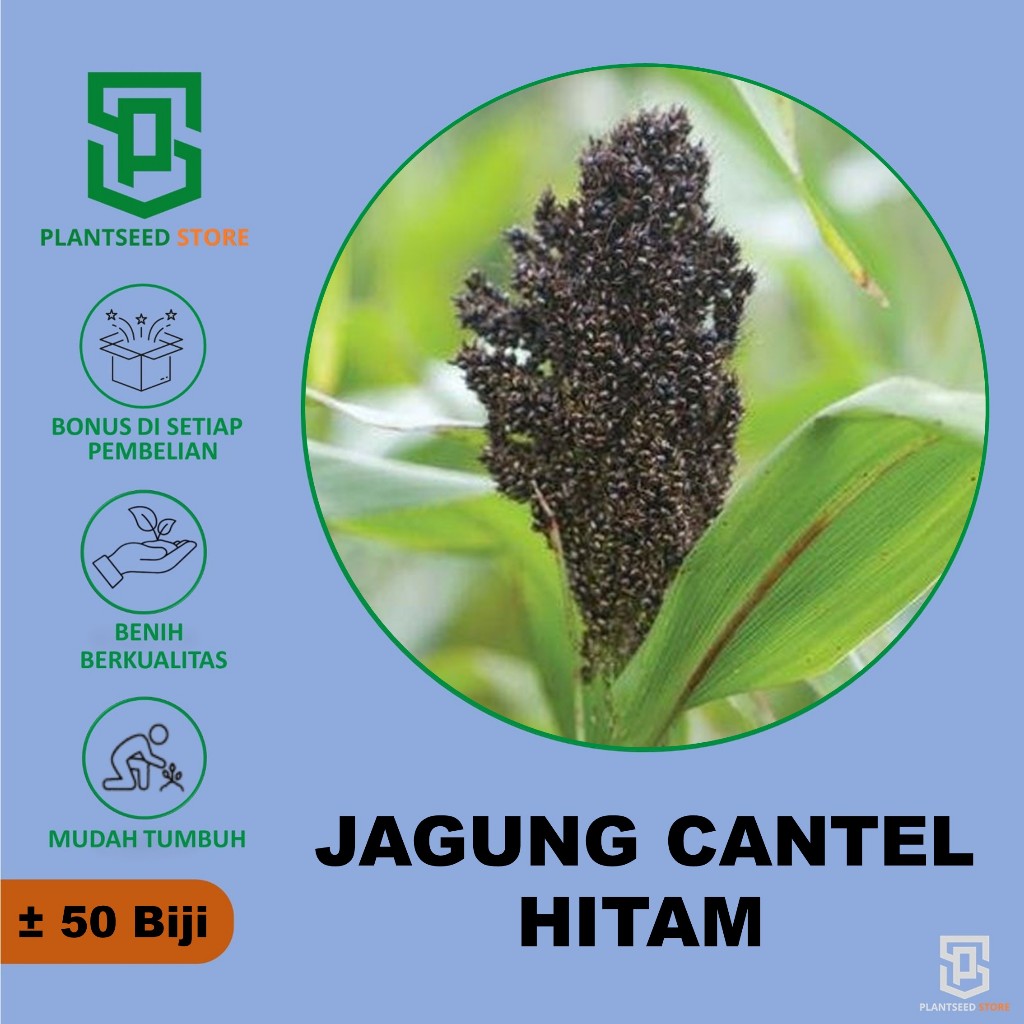PlantSeed - 50 Benih Bibit Sorgum Jagung Cantel Centrik Hitam