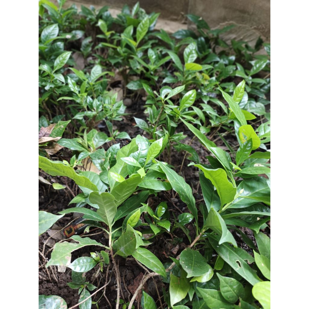 BIBIT KOPI ROBUSTA | BIBIT KOPI | POHON KOPI