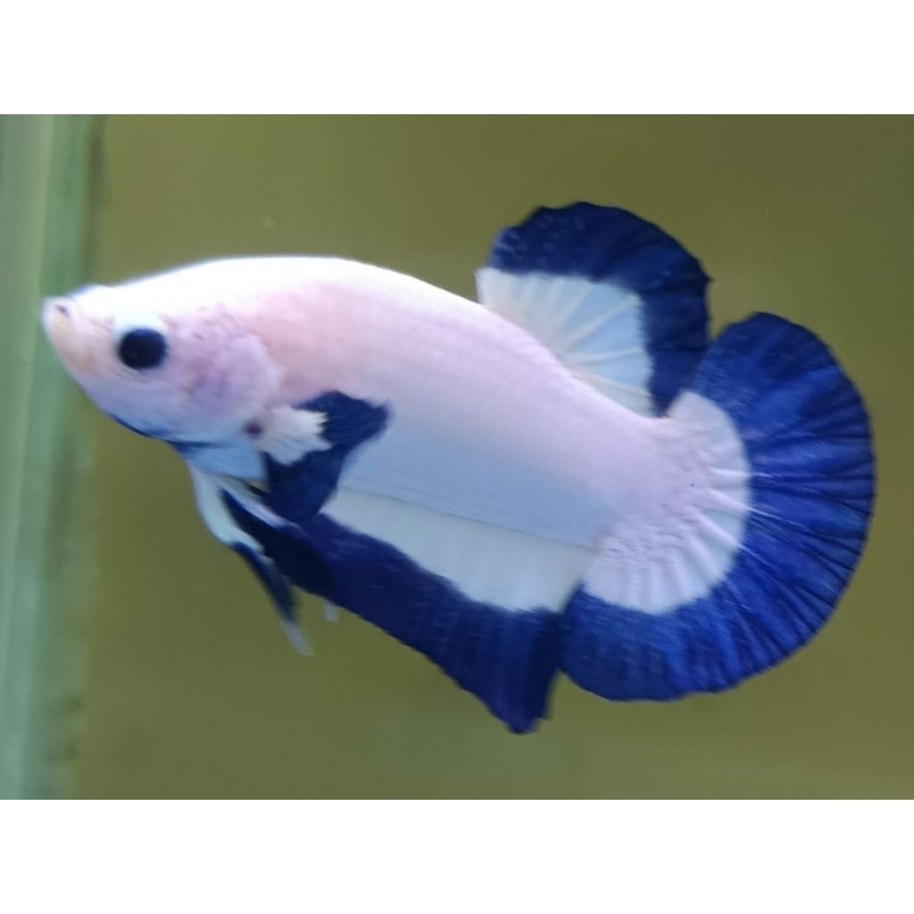 Hiasan aquarium cupang blue rim