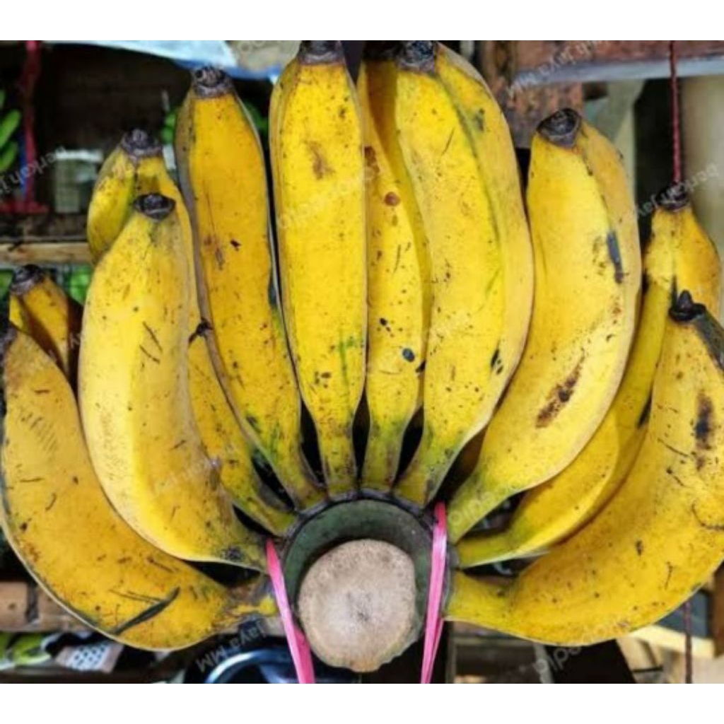 

Pisang raja bulu mengkel/matang 1 sisir