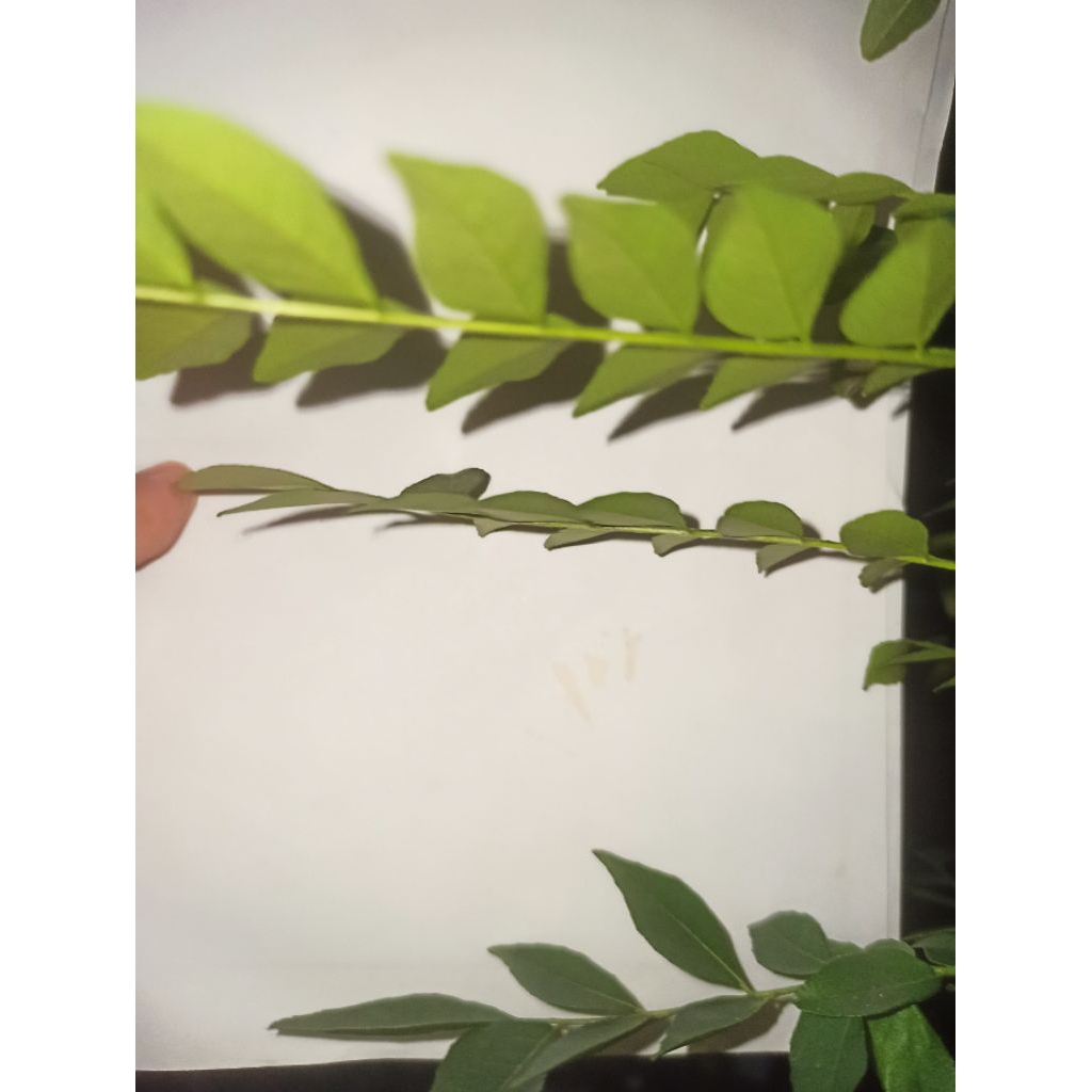 

YL DAUN KARI SALAM KOJA bumbu masak bumbu dapur