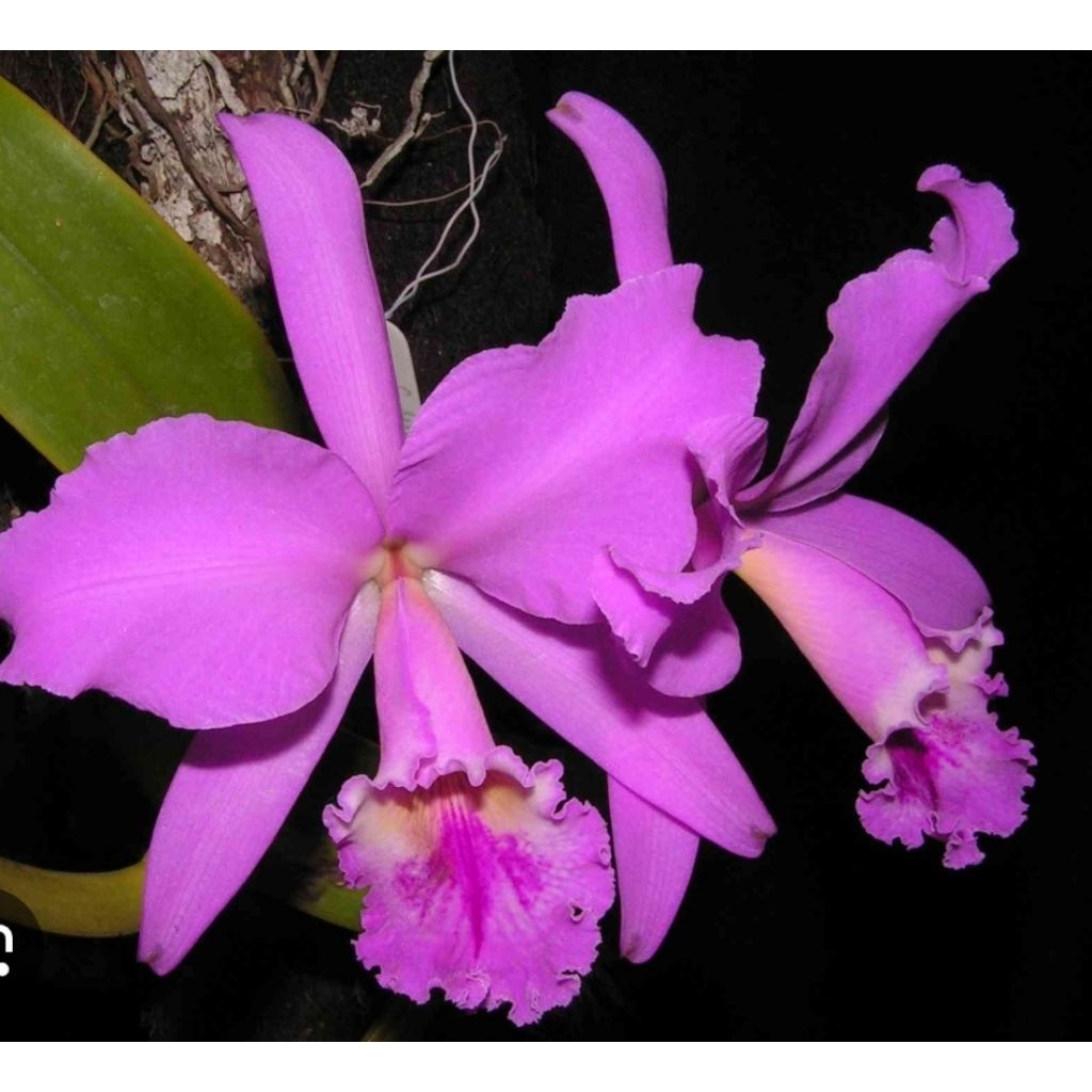 Anggrek cattleya dewasa siap berbunga