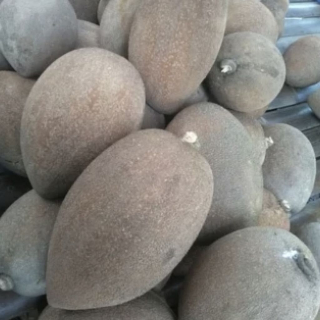 Tanaman pohon sawo magana hasil cangkok