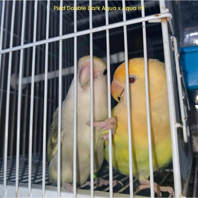 ParrotBoys - Burung Lovebird Induk Nonklep / Holland / Roseicollis - DD Green Aqua Pied x Aqua Ino M