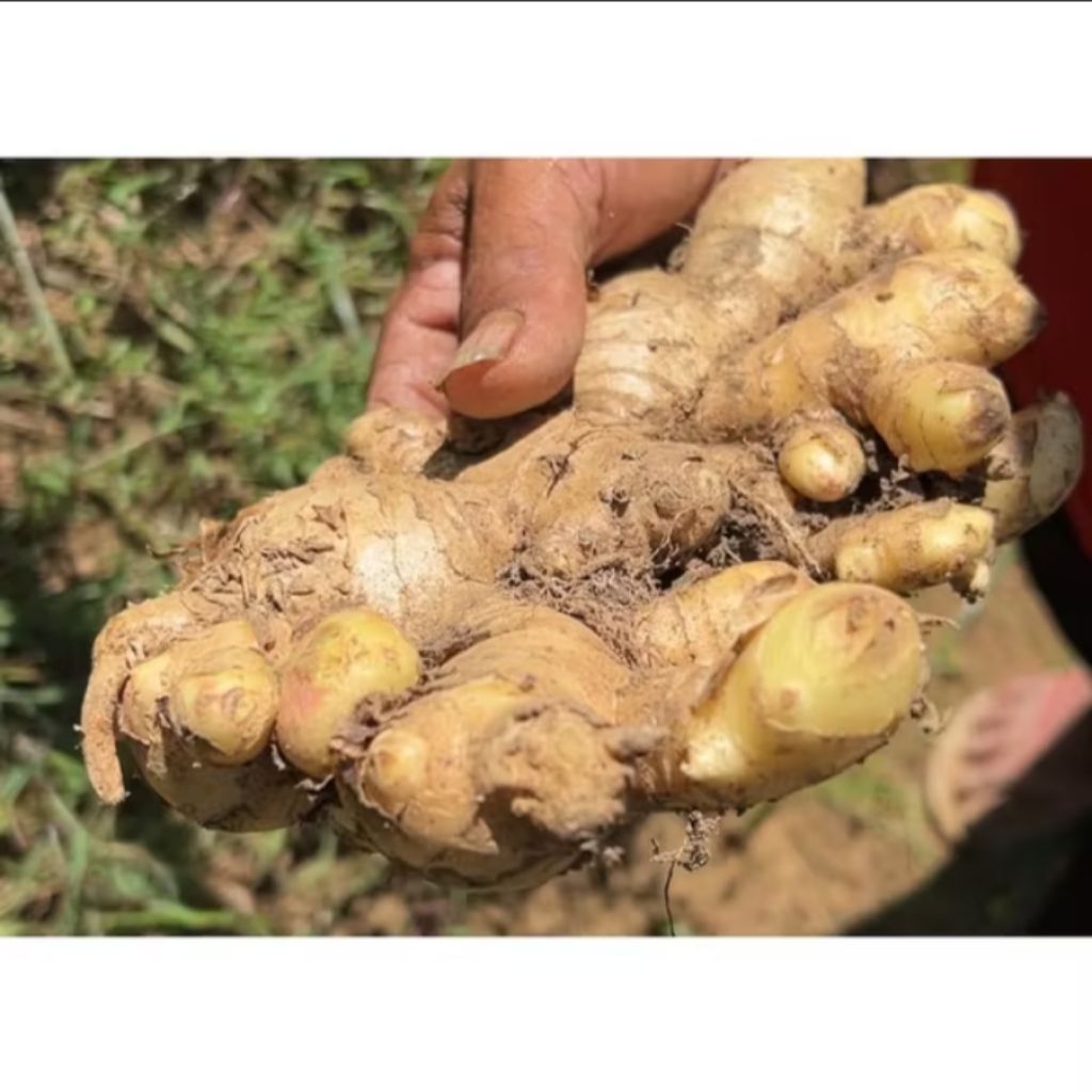 

ready jahe putih jahe gajah segar asli berkualitas 500gram