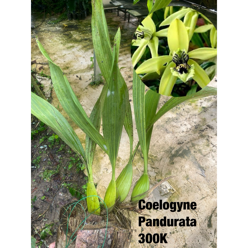 Anggrek Coelogyne Pandurata
