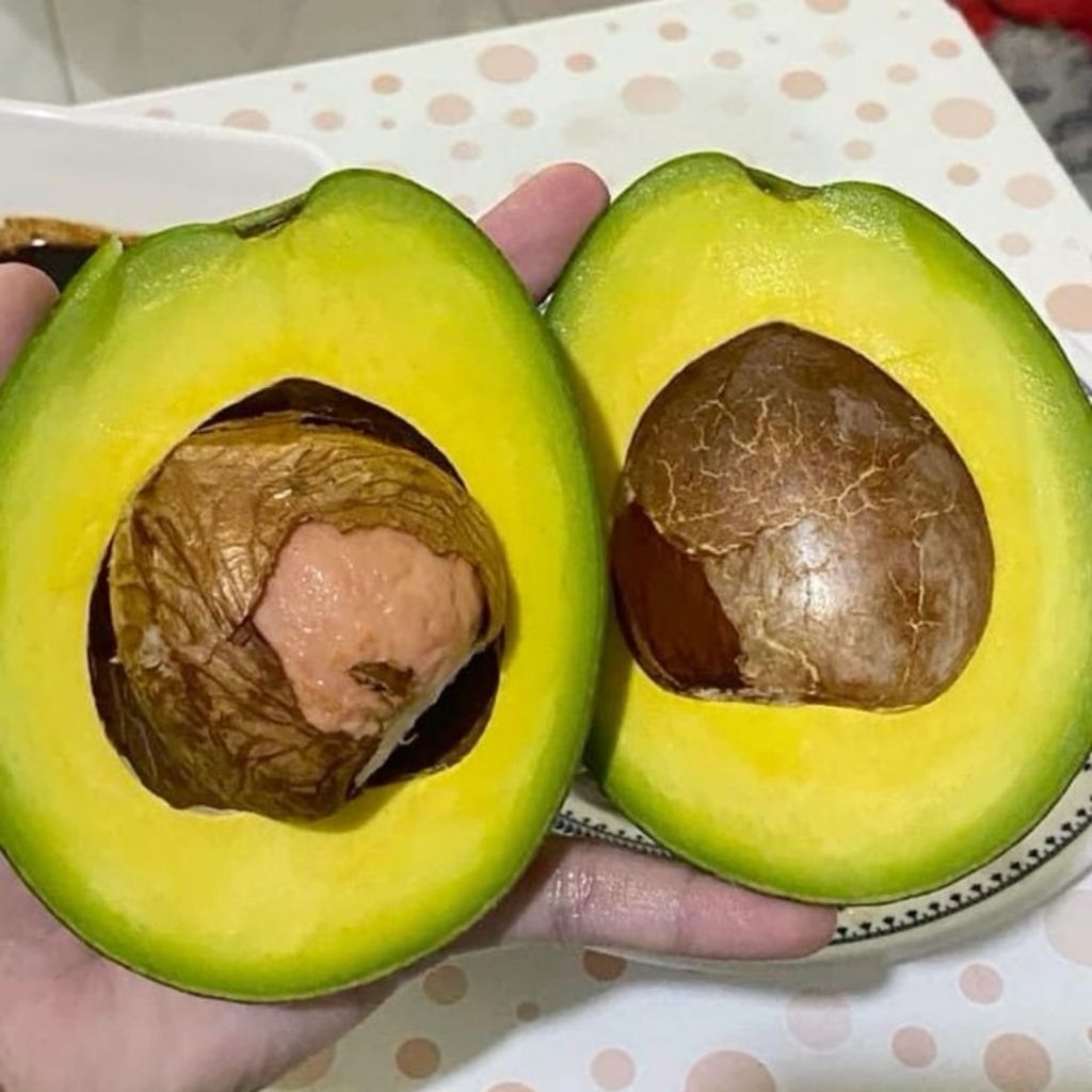 

ALPUKAT MENTEGA LAMPUNG 1kg