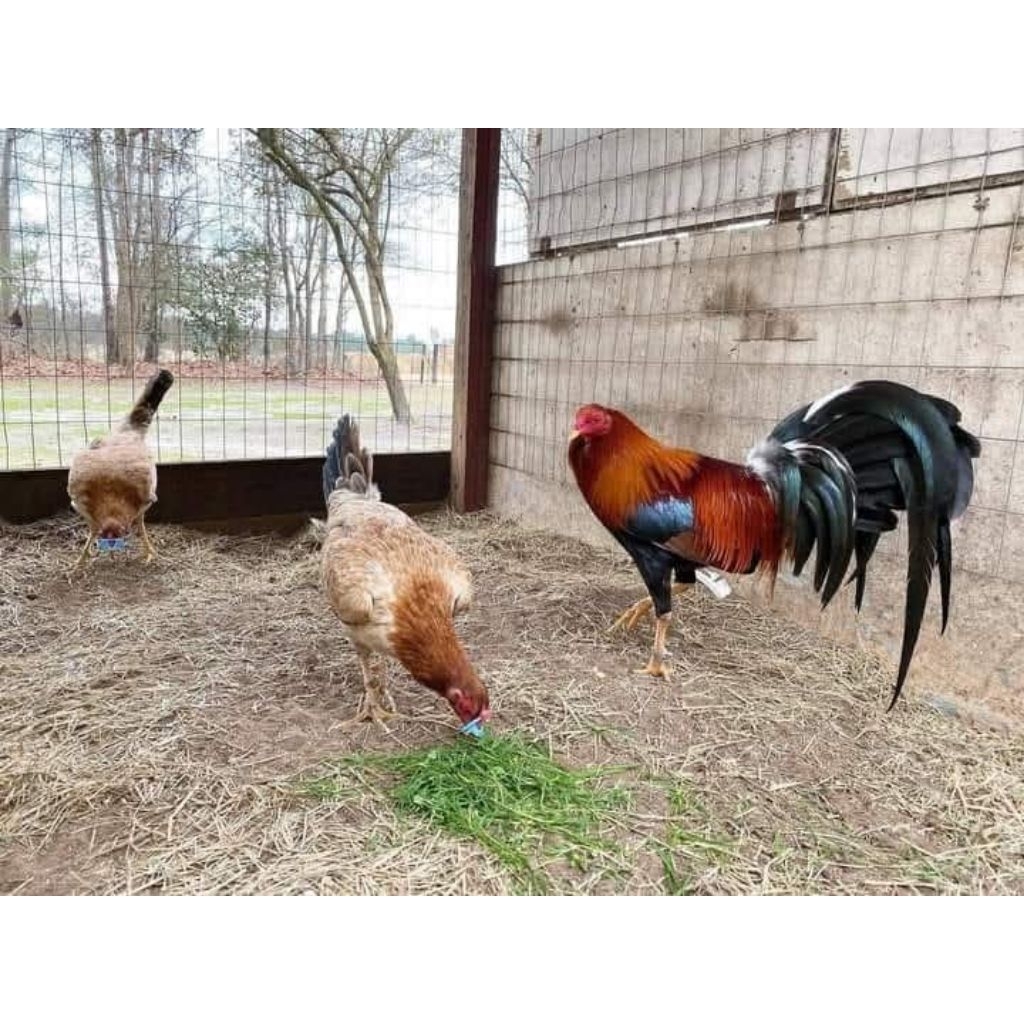 

telur ayam ak redbrond f2 paket 4 butir