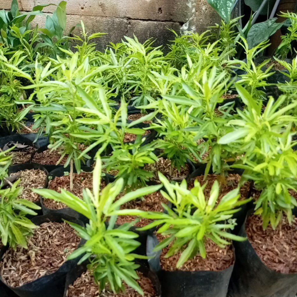 Tanaman Zodiak Pengusir Nyamuk - Tanaman Hias Zodiak Pengusir Nyamuk