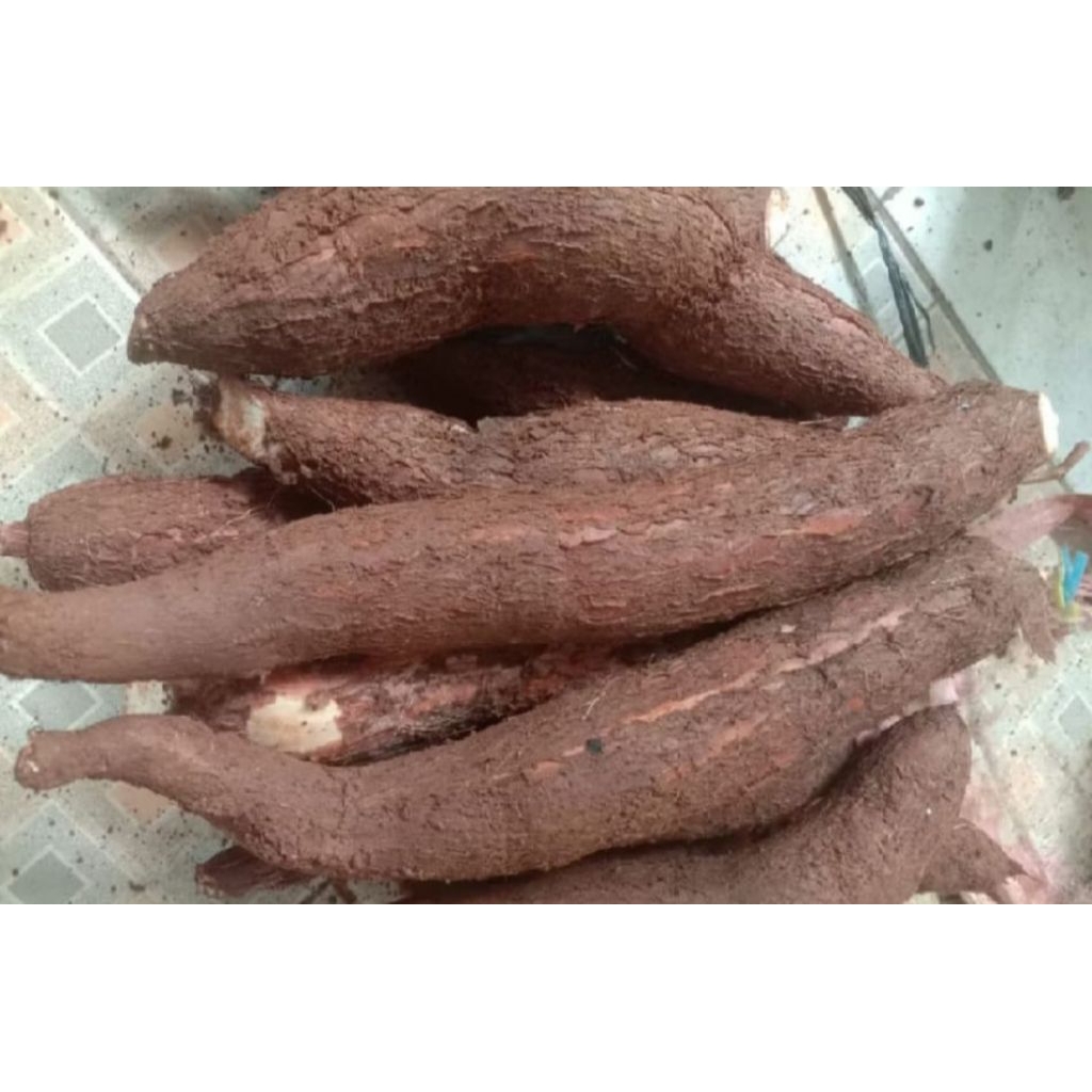 

singkong Apuy mekar 1kg(ambil_dadakan) kebun sendiri