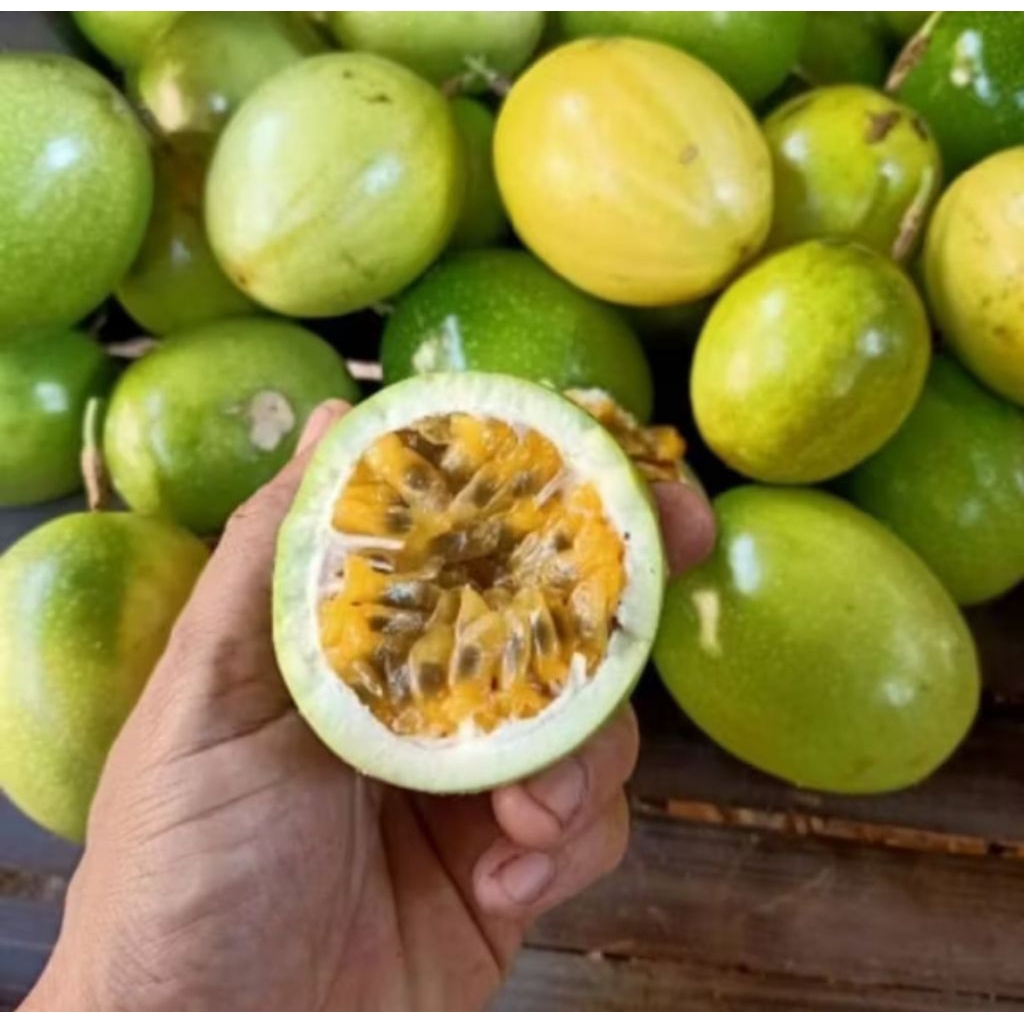 

Jual Buah Markisa Segar Rasa Asam Manis Dadakan Per 1 Kg