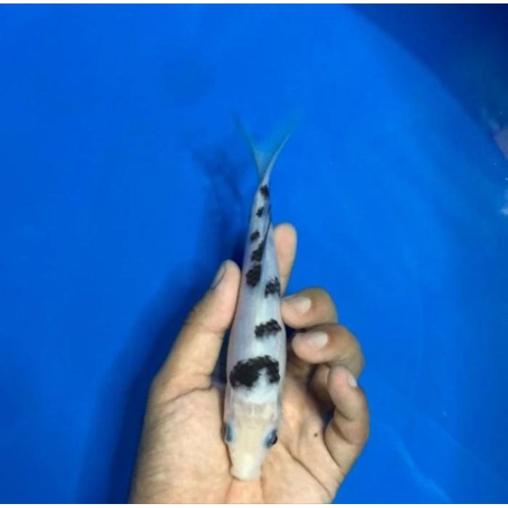 Ikan Koi Beko - Bibit Ikan Koi Beko Size +/- 13-15 CM