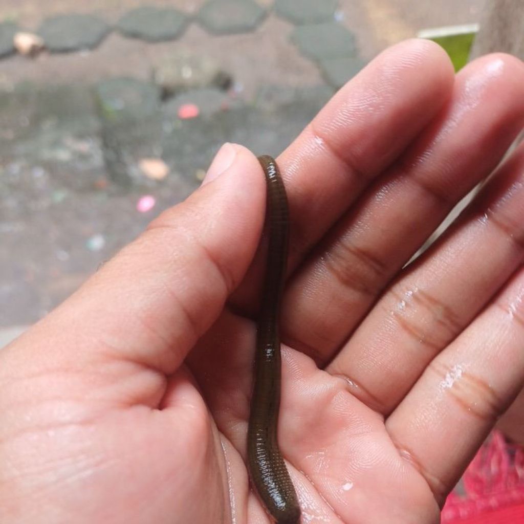 Lintah Terapi Hidup Steril Ukuran Sedang