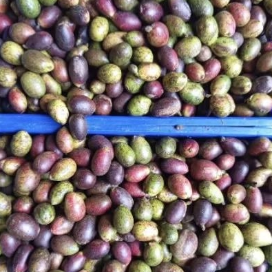 

Buah matoa segar manis buah langka matoa 1 kg