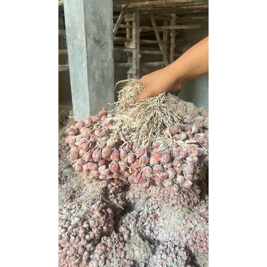 (DIKIRIM DARI NGANJUK) BIBIT BAWANG MERAH THAILAND NGANJUK SIAP TANAM BIBIT TAJUK 4 BULAN
