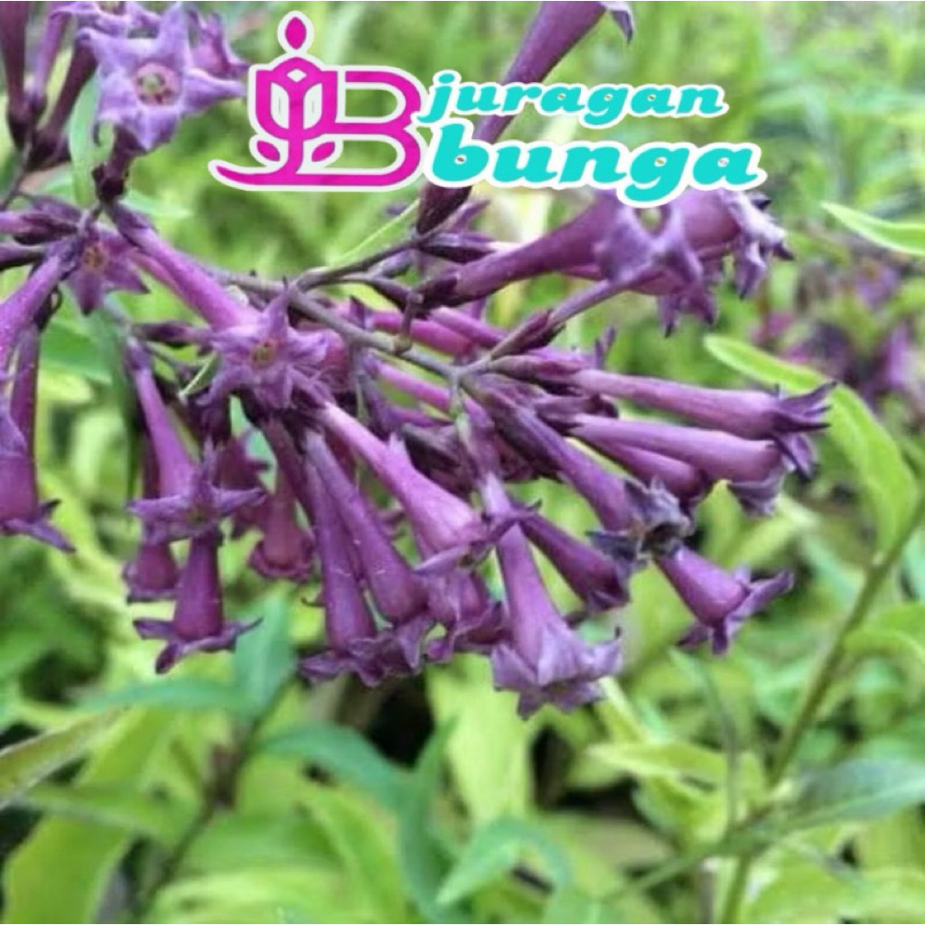 bunga sedap malam warna ungu