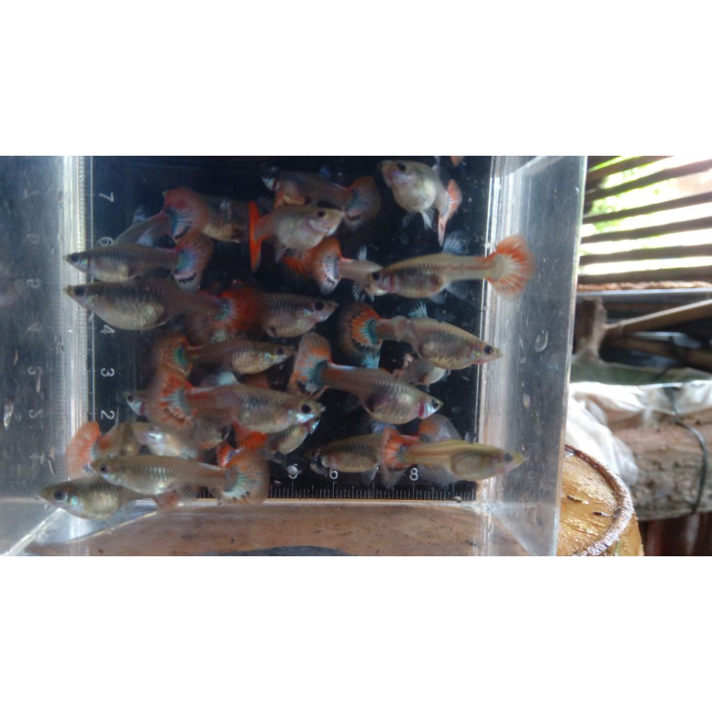 ikan guppy prtde betina